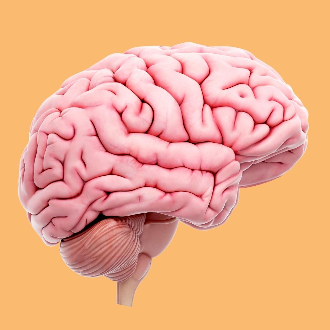 Realistic human brain anatomy picture for Human Body Learning Lab book